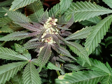 How To Pick Male Plants And Make Cannabis Seeds Grow Weed Easy