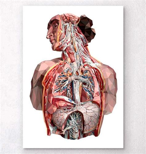 Geometrical Human Anatomy Art Codex Anatomicus