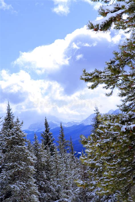 Snowy Mountains Stock Photo Image Of Peak Beauty Pine 2937512