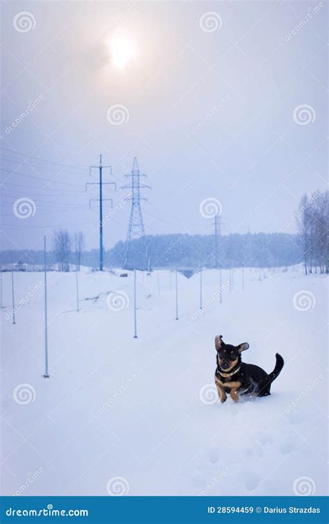 Dog In Winter Stock Image Image Of Snow Beautiful Companion 28594459