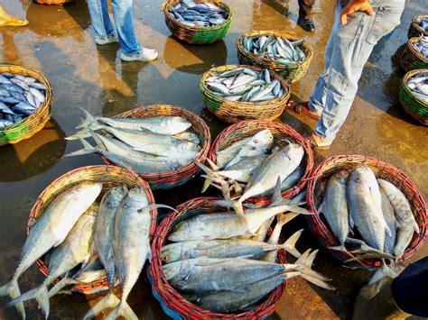 Gratis untuk komersial tidak perlu kredit bebas hak cipta. Gambar Impor Ikan Ironi Indonesia Negeri Kaya Laut ...