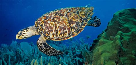 Hawksbill sea turtles are probably the most beautiful of all sea turtles due to their stunning colorful shell. Flipboard: Hawksbill Turtles Paid a High Price for Beauty