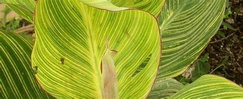 Variegation in the leaf often raises a few eyebrows canna plants have large leaves and loose spikes of flowers which add tropical flavor to the summer garden. Orange-flowered Variegated Canna Lily Canna americanallis ...