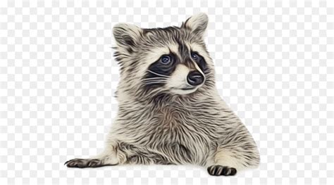Raccoon Hat Clipart Png