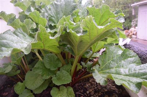 See more of wild rhubarb + buck on facebook. Evolution Garden: Rhubarb -- All About The Pie Plant