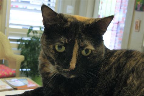 About east harlem tnr cat rescue. Cat for adoption - Lucy, a Calico in Memphis, TN | Petfinder