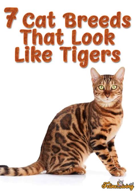 Cat Breeds That Look Like Tigers