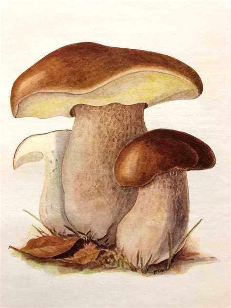 Ceps Edible Boletus Vintage Mushroom Fungi Art Prints Etsy