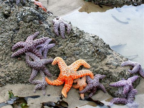 Walking Along The Oregon Coast And Discovering A Herd Of Starfish
