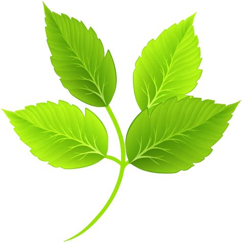Leaf Png Image Hd Png All Png All