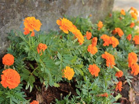 The Best Annuals For Those Shady Spots In Your Backyard Artofit