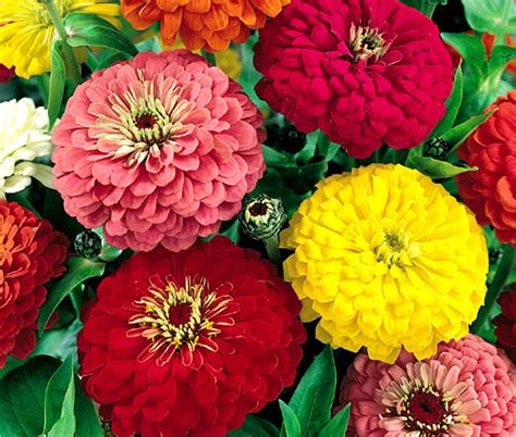 Zinnia Cactus Mix Zinnia Elegans Seeds