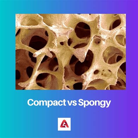 Difference Between Compact And Spongy