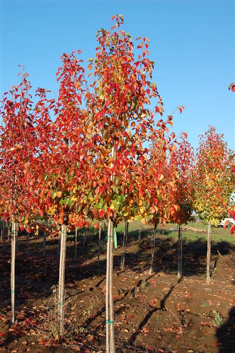 Cleveland Select Flowering Pear Tree Profile By Kuenzi Turf And Nursery