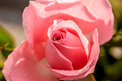 Free Image On Pixabay Rose Pink Flower Petals Güller Güzel