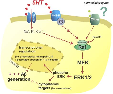 Serotonin Signaling Is Associated With Lower Amyloid β Levels And