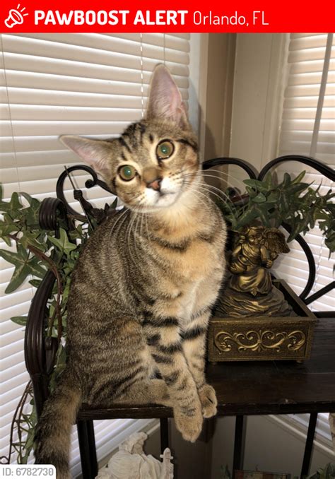 Lost Male Cat In Orlando Fl 32822 Named Binx Id 6782730 Free Download Nude Photo Gallery