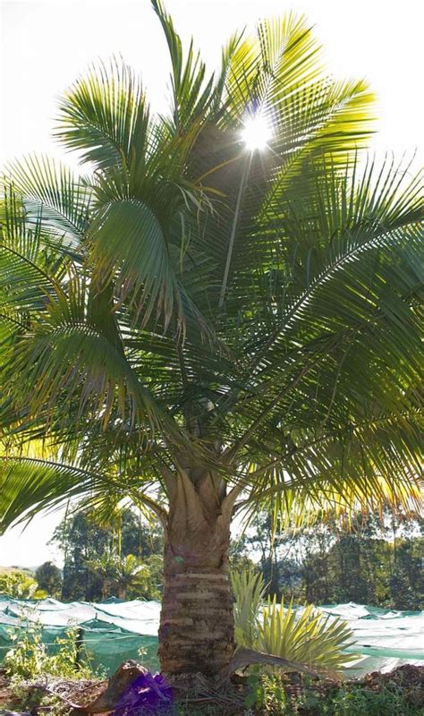 Ravenea Rivularis Majesty Palm Aloha Tropicals