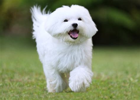 Dog Running Stock Image Image Of Concept Gorgeous Cuddly 67952725
