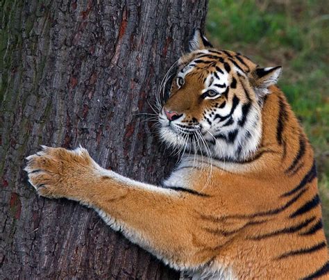 62 Best For Trac Images On Pinterest Big Cats Wild