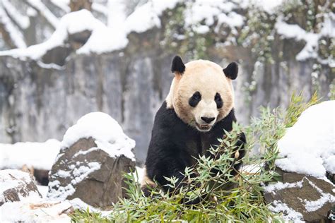 Symbol Ohrožené Přírody Panda Velká Věčně Hladová šelma 1001