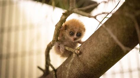 Baby Pygmy Slow Loris Born At The Columbus Zoo