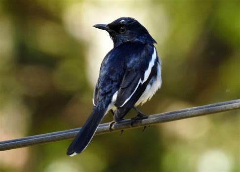 Check spelling or type a new query. Oriental Magpie Robin | Oriental Magpie Robin - Copsychus ...