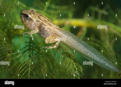 Common Frog Rana Temporaria Tadpole With Front And Back Leg