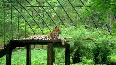Bondla Wildlife Sanctuary Goa Timings Entry Fees Nearby