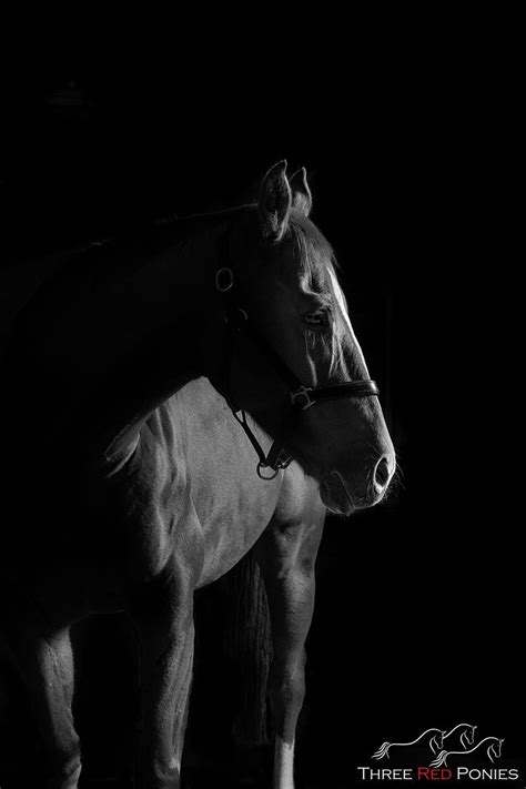 Beautiful Studio Black Background Horse Portraits By Australian Equine