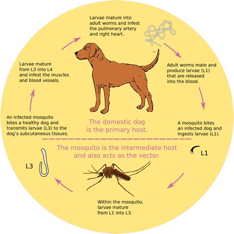 7 Common Dog Diseases Cause And Prevention Ifttt2ct2bdd