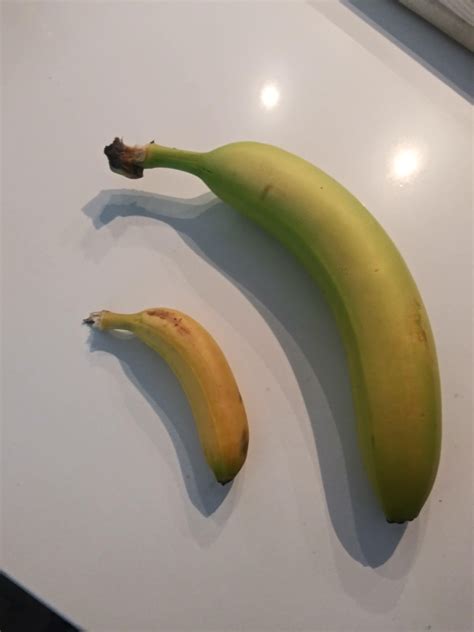 Banana Banana For Scale Rbananasforscale
