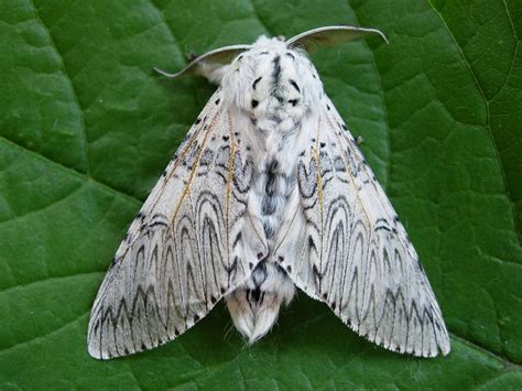 What kind of moth has a white body? Puss Moth (Cerura vinula) - Norfolk Moths - The macro and ...