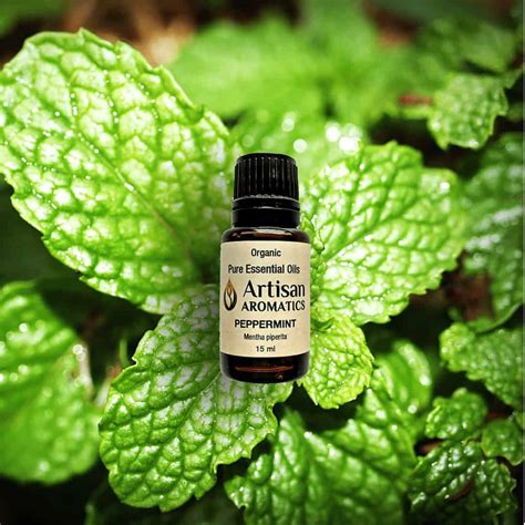 Organic Peppermint Essential Oil India From Artisan Aromatics