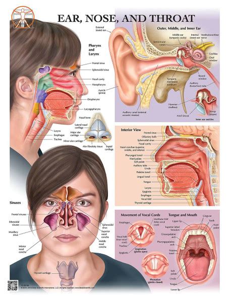 Ear Nose And Throat Anatomical Chart Laminated