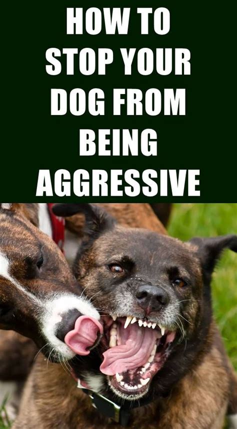 How To Stop Dog Aggression Towards Other Dogs People Food Etc