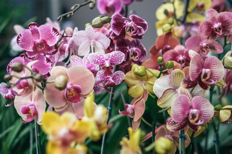 How To Care For Phalaenopsis Orchid Plants