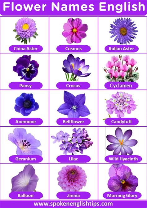 List Of Flower Names With Pictures Flowers Name Artofit
