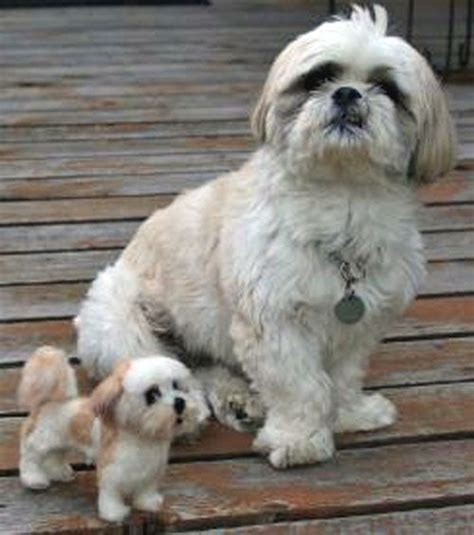 1000 Images About Shih Tzu Pictures On Pinterest Maltese Pets And