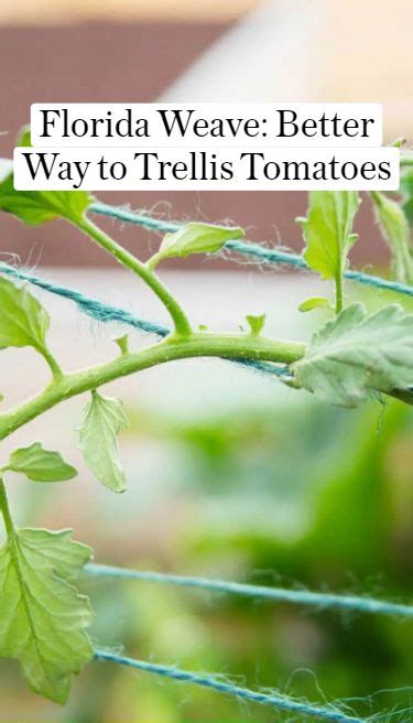 Florida Weave A Better Way To Trellis Tomatoes