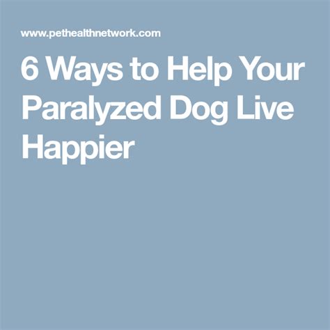 6 Ways To Help Your Paralyzed Dog Live Happier Paralyzed Dog Live