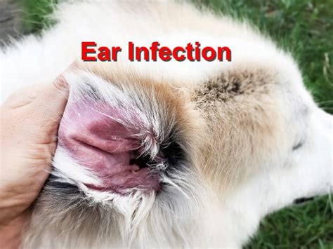 Ear Infection Emergency Animal Care Braselton