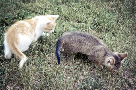 Two Kittens Exploring Outside Free Stock Photo Public Domain Pictures