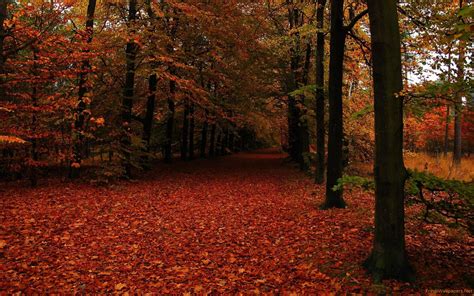 Nature Autumn Forest Wallpapers Wallpaper Cave