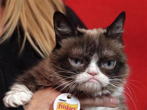 Internet Sensation Grumpy Cat Dies Illawarra Mercury Wollongong Nsw