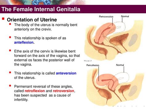 The function of the external female reproductive structures (the genitals) is twofold: PPT - The Female External Genitalia PowerPoint ...