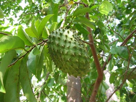 Sticker air balang kalis air untuk kegunaan peniaga air balang. HERBA PENAWAR PENYAKIT KURNIAAN ILAHI : DURIAN OH DURIAN ...