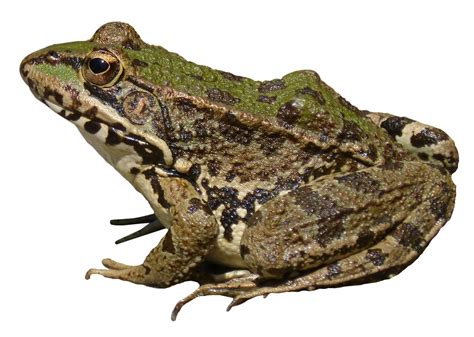 Frog Png Transparent Png Image Collection