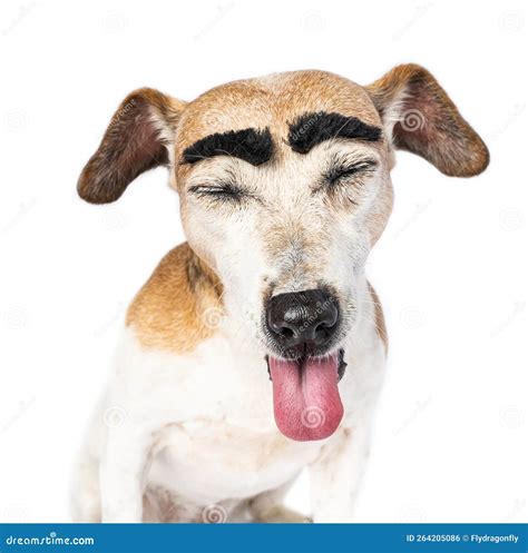 Silly Funny Dog Face With Big Black Eyebrows With Closed Eyes Stock