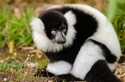 Close Up Photography Of Black And White Lemur · Free Stock Photo
